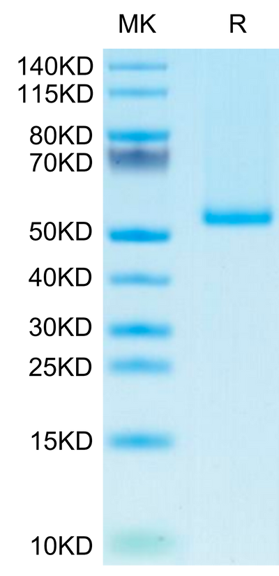 Human 4‑1BB Ligand Trimer on Tris-Bis PAGE under reduced condition. The purity is greater than 95%.Recombinant Human 4-1BB Ligand/TNFSF9 Trimer Protein, Active