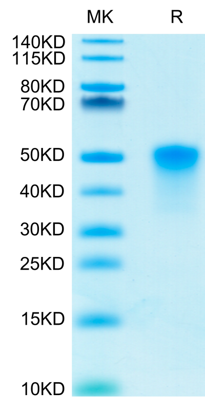 Human OX40 on Tris-Bis PAGE under reduced condition. The purity is greater than 95%.Recombinant Human OX40/TNFRSF4/CD134 Protein, Active