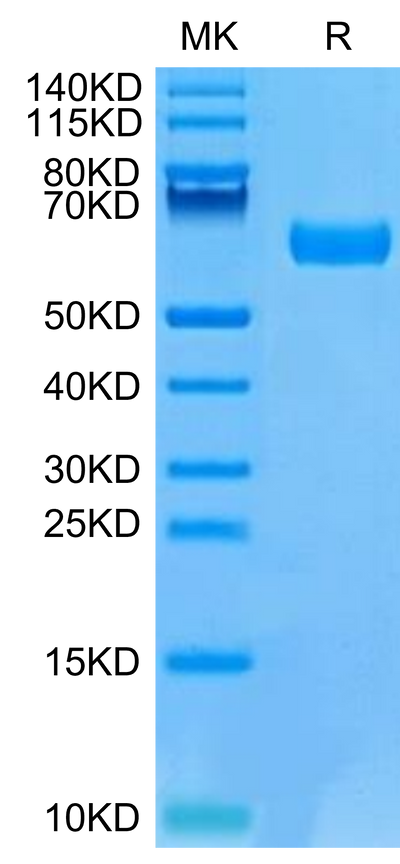 Mouse B7-H5 on Tris-Bis PAGE under reduced condition. The purity is greater than 95%.Recombinant Mouse B7-H5/Gi24/VISTA Protein