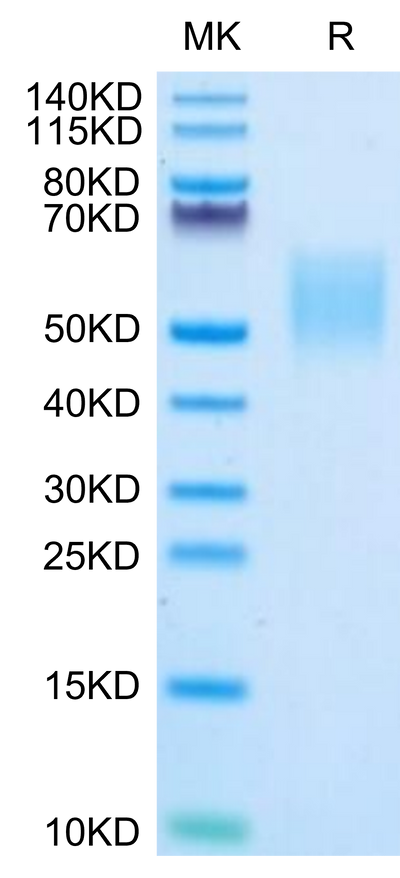 Biotinylated Human B7-H6 on Tris-Bis PAGE under reduced condition. The purity is greater than 95%.