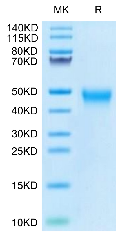 Biotinylated Human Tim-3 on Tris-Bis PAGE under reduced condition. The purity is greater than 95%.Biotinylated Human Tim-3/HAVCR2 Protein, Active