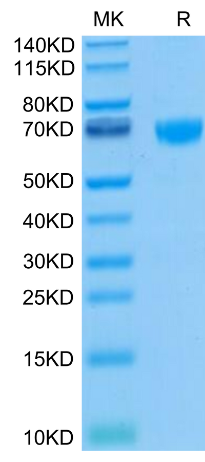 Biotinylated Human PD-1 on Tris-Bis PAGE under reduced. The purity is greater than 95%.Biotinylated Human PD-1/PDCD1 Protein, Active