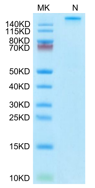 Human HLA-A*03:01&B2M&KRAS WT (VVVGAGGVGK) Tetramer on Tris-Bis PAGE under under Non reducing (N) condition. The purity is greater than 95%.Recombinant Human HLA-A*03:01&B2M&KRAS WT (VVVGAGGVGK) Tetramer Protein