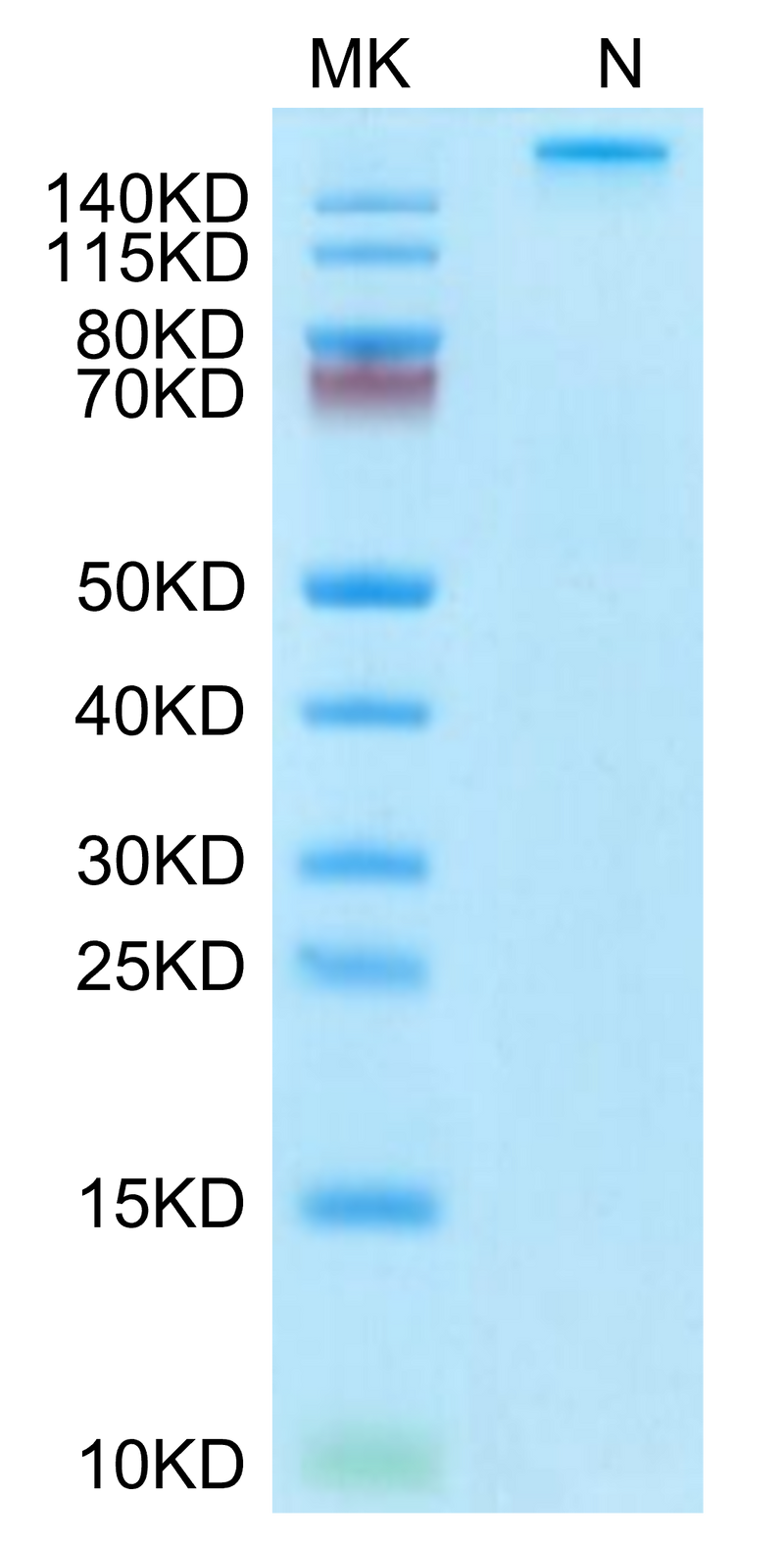 Human HLA-A*03:01&B2M&KRAS WT (VVVGAGGVGK) Tetramer on Tris-Bis PAGE under under Non reducing (N) condition. The purity is greater than 95%.Recombinant Human HLA-A*03:01&B2M&KRAS WT (VVVGAGGVGK) Tetramer Protein