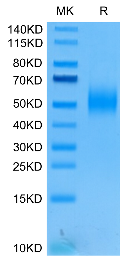 Human 2B4 on Tris-Bis PAGE under reduced condition. The purity is greater than 95%.Recombinant Human 2B4/CD244/SLAMF4 Protein, Active