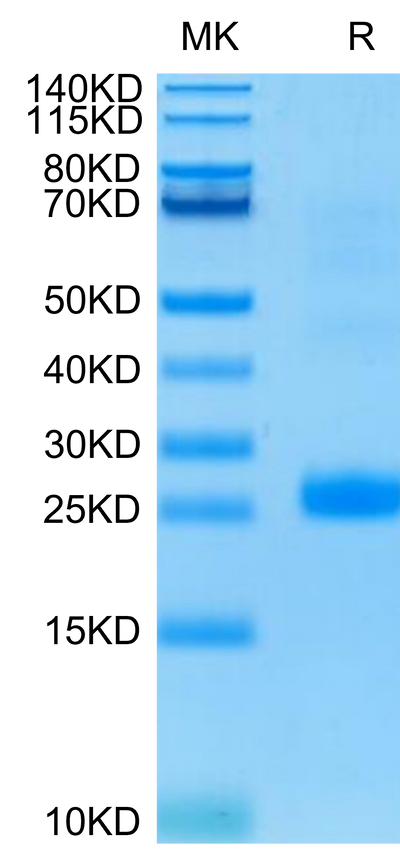 Human LIGHT on Tris-Bis PAGE under reduced condition. The purity is greater than 95%.Recombinant Human LIGHT/TNFSF14 Protein, Active