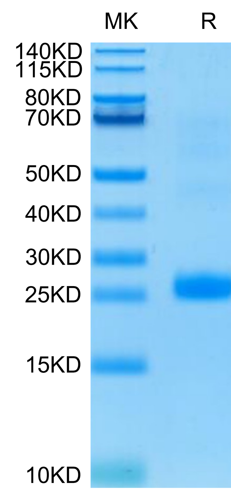 Human LIGHT on Tris-Bis PAGE under reduced condition. The purity is greater than 95%.Recombinant Human LIGHT/TNFSF14 Protein, Active