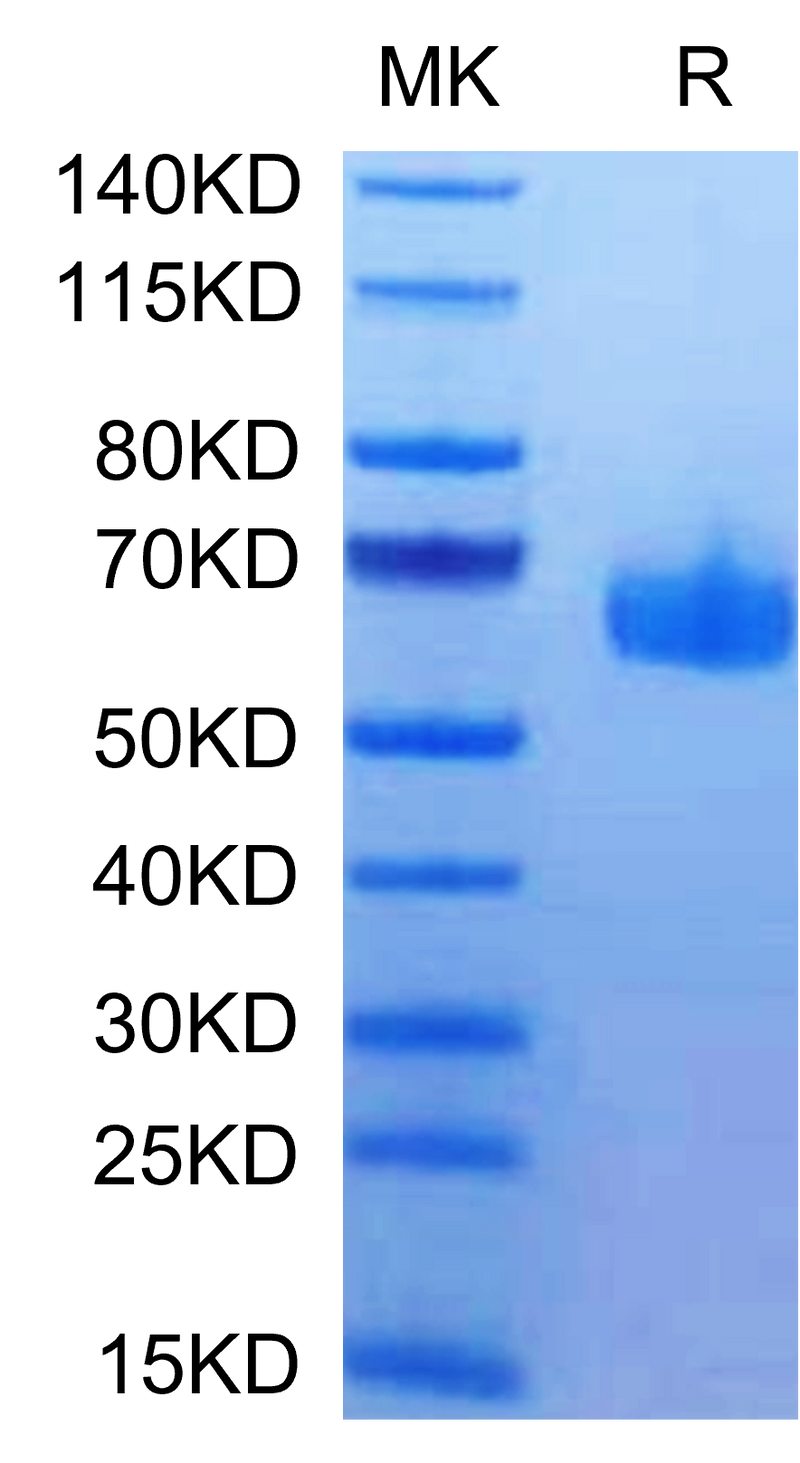 Human HVEM on Tris-Bis PAGE under reduced condition. The purity is greater than 95%.Recombinant Human HVEM/TNFRSF14 Protein, Active