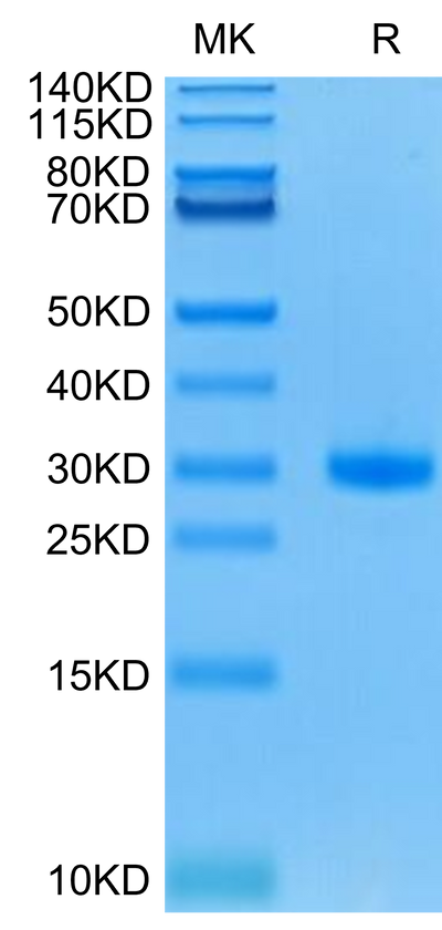 Mouse CD40 on Tris-Bis PAGE under reduced condition. The purity is greater than 95%.Recombinant Mouse CD40/TNFRSF5 Protein, Active