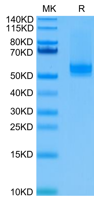 Human BAFF Trimer on Tris-Bis PAGE under reduced condition. The purity is greater than 95%.Recombinant Human BAFF/TNFSF13B/CD257 Trimer Protein, Active