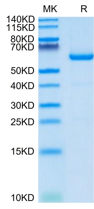 Mouse CD73 on Tris-Bis PAGE under reduced condition. The purity is greater than 95%.Recombinant Mouse CD73/NT5E Protein, Active