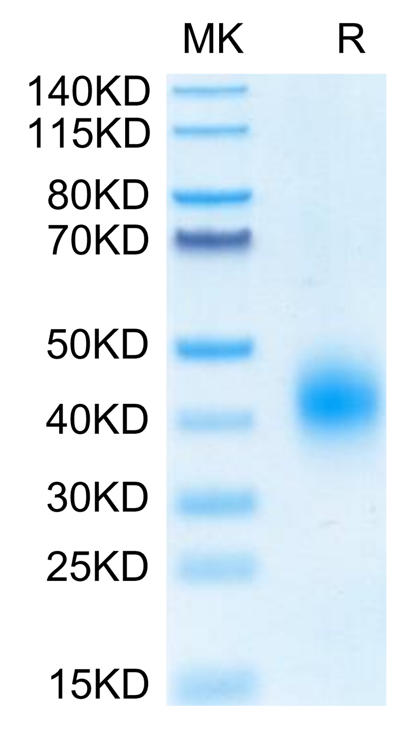 Biotinylated Human BTLA-on Tris-Bis PAGE under reduced condition. The purity is greater than 95%.Biotinylated Human BTLA Protein, Active