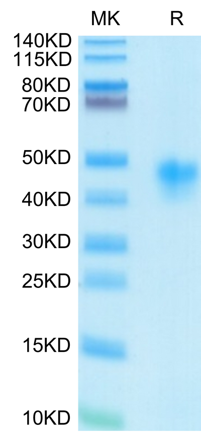 Human IL-2 R alpha on Tris-Bis PAGE under reduced condition. The purity is greater than 95%.Recombinant Human IL-2 R alpha/CD25 Protein, Active