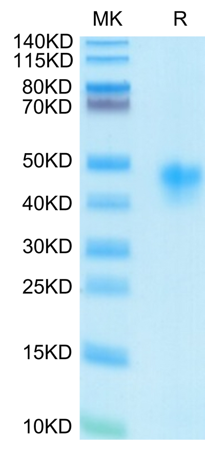 Human IL-2 R alpha on Tris-Bis PAGE under reduced condition. The purity is greater than 95%.
