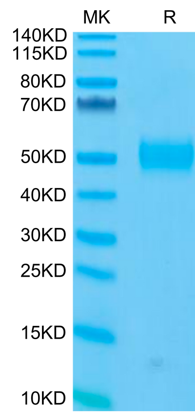 Human Siglec-3 on Tris-Bis PAGE under reduced condition. The purity is greater than 95%.Recombinant Human Siglec-3/CD33 Protein, Active