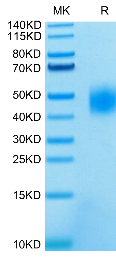 Human SLAMF7 on Tris-Bis PAGE under reduced condition. The purity is greater than 95%.Recombinant Human SLAMF7/CRACC/CD319 Protein, Active