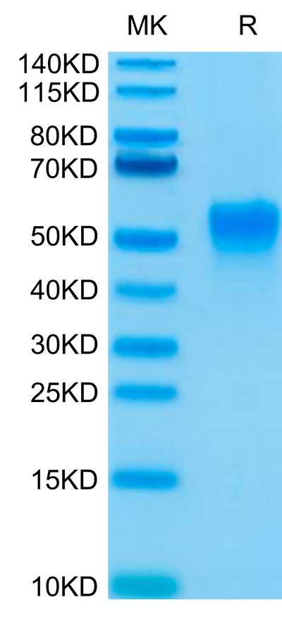 Biotinylated Human Fc gamma RIIIA (V176) on Tris-Bis PAGE under reduced condition. The purity is greater than 95%.Biotinylated Human Fc gamma RIIIA/CD16a (V176) Protein, Active