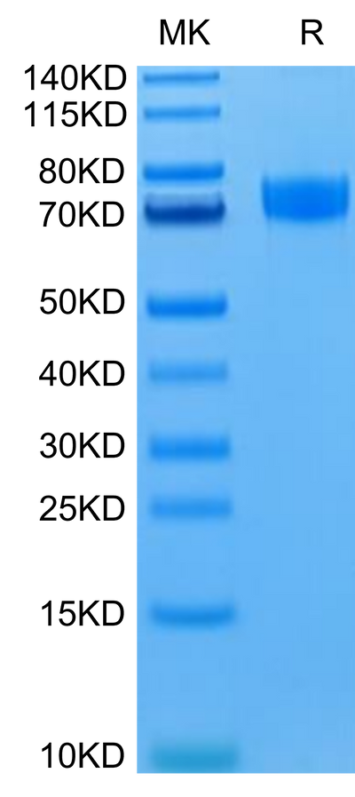 Human Siglec-10 on Tris-Bis PAGE under reduced condition. The purity is greater than 95%.Recombinant Human Siglec-10 Protein, Active