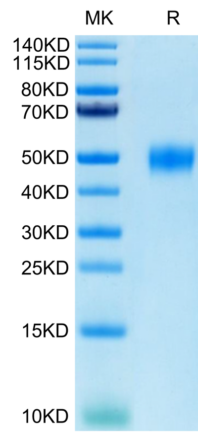 Human CD24 on Tris-Bis PAGE under reduced conditions. The purity is greater than 95%.Recombinant Human CD24 Protein, Active