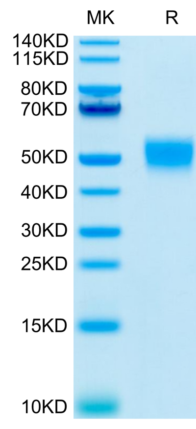 Human CD24 on Tris-Bis PAGE under reduced conditions. The purity is greater than 95%.Recombinant Human CD24 Protein, Active