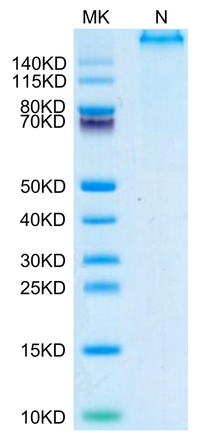 Human HLA-A*02:01&B2M&P53 WT (HMTEVVRRC) Tetramer on Tris-Bis PAGE under reduced condition. The purity is greater than 95%.Recombinant Human HLA-A*02:01&B2M&P53 WT (HMTEVVRRC) Tetramer Protein