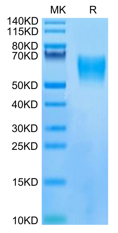 Human LILRB1 on Tris-Bis PAGE under reduced condition. The purity is greater than 95%.Recombinant Human LILRB1/CD85j/ILT2 Protein