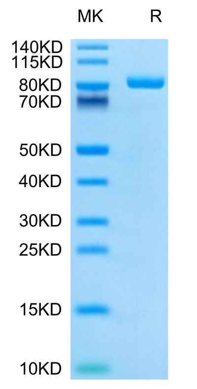 Cynomolgus LILRB2 on Tris-Bis PAGE under reduced condition. The purity is greater than 95%.Recombinant Cynomolgus LILRB2/CD85d/ILT4 Protein, Active