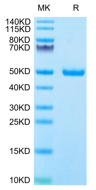 Human IFN alpha 1 on Tris-Bis PAGE under reduced condition. The purity is greater than 95%.Recombinant Human IFN alpha 1 Protein, Active