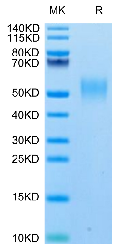 Biotinylated Human SLAMF1 on Tris-Bis PAGE under reduced condition. The purity is greater than 95%.Biotinylated Human SLAMF1/SLAM/CD150 Protein