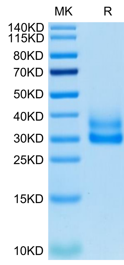 Cynomolgus/Rhesus macaque 4-1BB on Tris-Bis PAGE under reduced condition. The purity is greater than 95%.Recombinant Cynomolgus/Rhesus macaque 4-1BB/TNFRSF9 Protein, Active