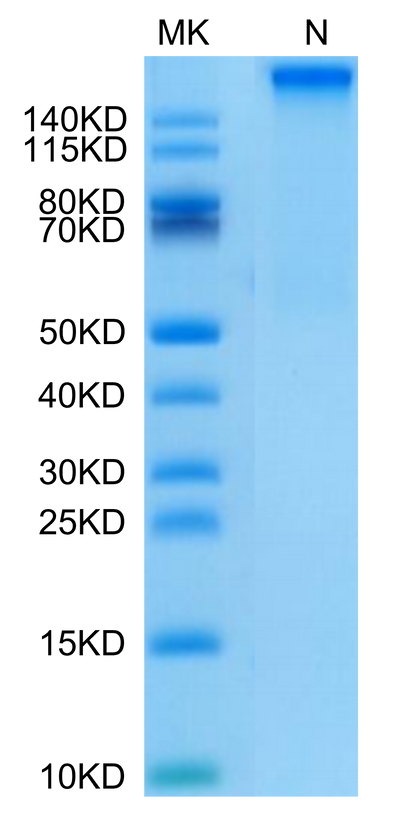 Human HLA-A*11:01&B2M&KRAS G12D (VVVGADGVGK) Tetramer on Tris-Bis PAGE under Non reducing (N) condition. The purity is greater than 95%.Recombinant Human HLA-A*11:01&B2M&KRAS G12D (VVVGADGVGK) Tetramer Protein, Active
