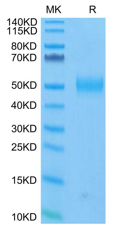 FITC-Labeled Human Siglec-3 on Tris-Bis PAGE under reduced condition. The purity is greater than 95%.Recombinant FITC-Labeled Human Siglec-3/CD33 Protein