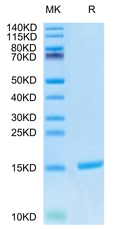 Cynomolgus S100A9 on Tris-Bis PAGE under reduced condition. The purity is greater than 95%.Recombinant Cynomolgus S100A9/MRP14 Protein