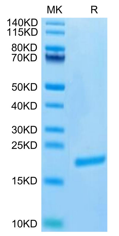 Biotinylated Human FGF-7 on Tris-Bis PAGE under reduced condition. The purity is greater than 95%.Biotinylated Human FGF-7/KGF Protein (Primary Amine Labeling)