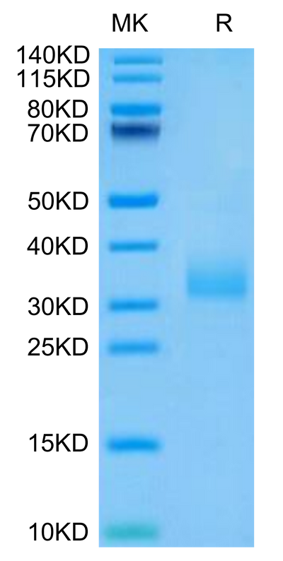 Human Siglec-15 on Tris-Bis PAGE under reduced condition. The purity is greater than 95%.Recombinant Human Siglec-15/CD33L3 Protein, Active