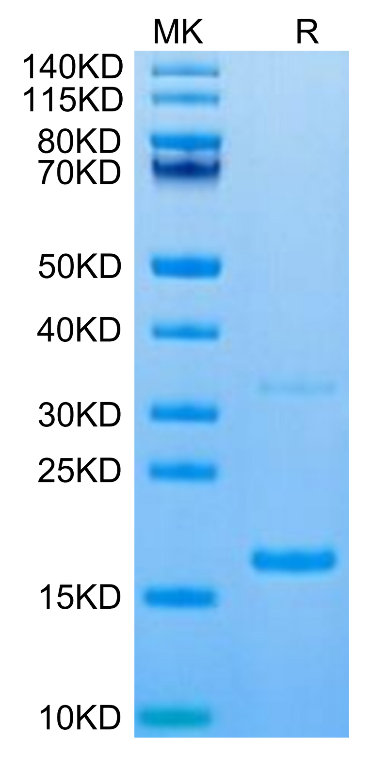 Canine S100A9 on Tris-Bis PAGE under reduced condition. The purity is greater than 95%.Recombinant Canine S100A9/MRP14 Protein