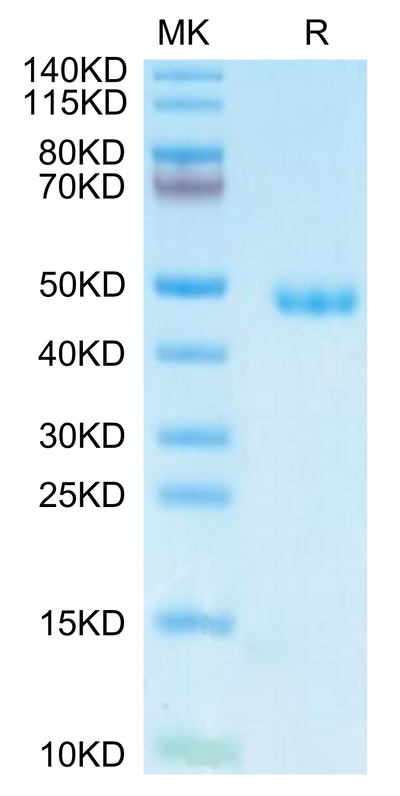 Mouse AGER on Tris-Bis PAGE under reduced condition. The purity is greater than 95%.Recombinant Mouse AGER Protein