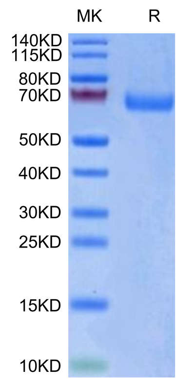 Biotinylated Human LILRA3 on Tris-Bis PAGE under reduced condition. The purity is greater than 95%.Biotinylated Human LILRA3/CD85e Protein