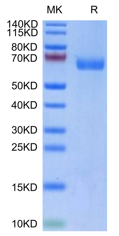 Biotinylated Human LILRA4 on Tris-Bis PAGE under reduced condition. The purity is greater than 95%.Biotinylated Human LILRA4/CD85g Protein