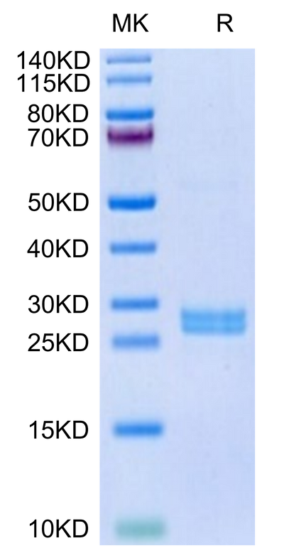 Human Hepcidin on Tris-Bis PAGE under reduced condition. The purity is greater than 95%.Recombinant Human Hepcidin/HAMP Protein