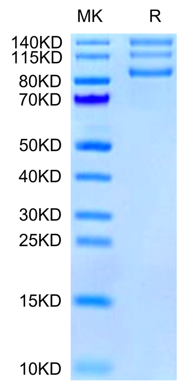 Human ITGAV&ITGB8 on Tris-Bis PAGE under reduced condition. The purity is greater than 95%.Recombinant Human Integrin alpha V beta 8 (ITGAV&ITGB8) Heterodimer Protein, Active