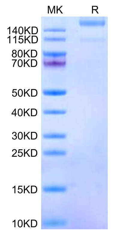 Human ITGA1&ITGB1 on Tris-Bis PAGE under reduced condition. The purity is greater than 95%.Recombinant Human Integrin alpha 1 beta 1 (ITGA1&ITGB1) Heterodimer Protein