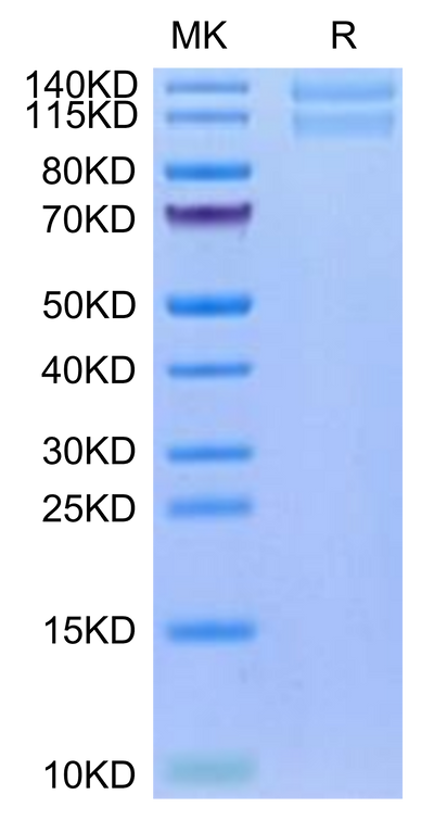 Human ITGA2&ITGB1 on Tris-Bis PAGE under reduced condition. The purity is greater than 95%.Recombinant Human Integrin alpha 2 beta 1 (ITGA2&ITGB1) Heterodimer Protein