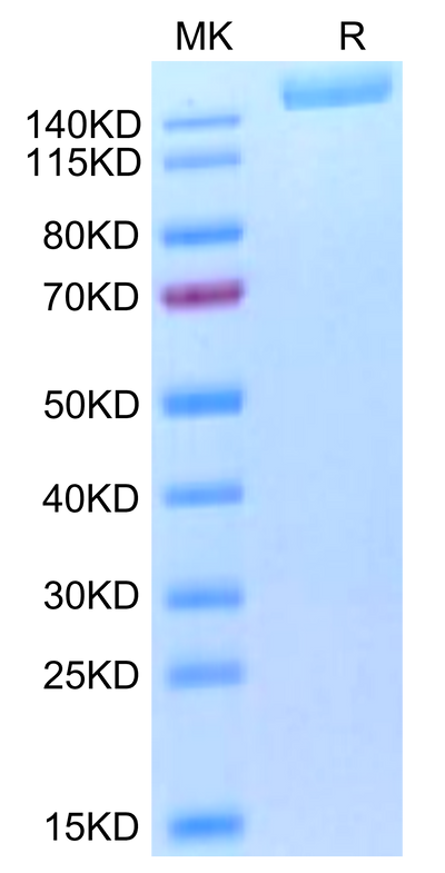Biotinylated SARS-COV-2 Spike S (Omicron B.1.1.529) Trimer on Tris-Bis PAGE under reduced condition. The purity is greater than 95%.Biotinylated SARS-COV-2 Spike S (Omicron B.1.1.529) Trimer Protein, Active