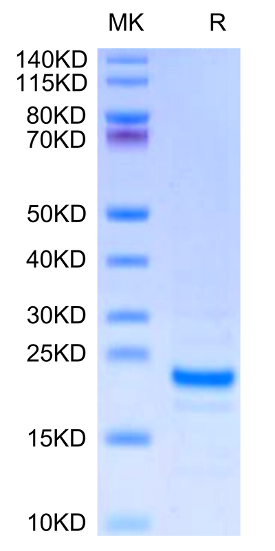 Mouse Midkine on Tris-Bis PAGE under reduced condition. The purity is greater than 95%.Recombinant Mouse Midkine Protein