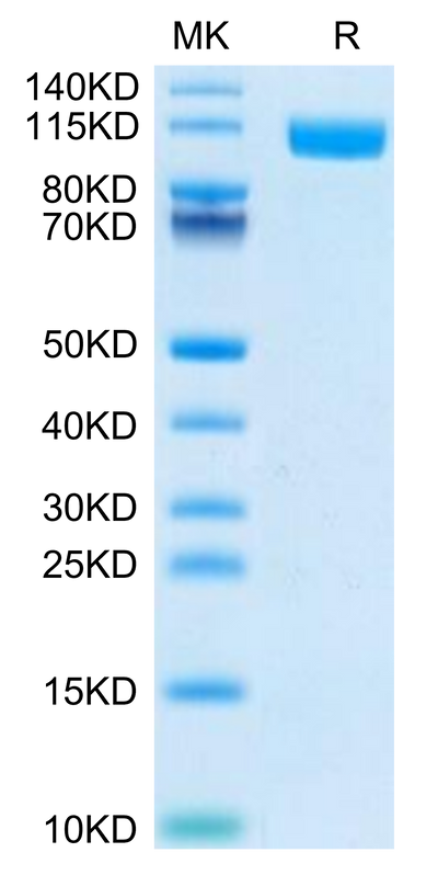 Biotinylated Human TLR3 on Tris-Bis PAGE under reduced condition. The purity is greater than 95%.Biotinylated Human TLR3 Protein (Primary Amine Labeling), Active