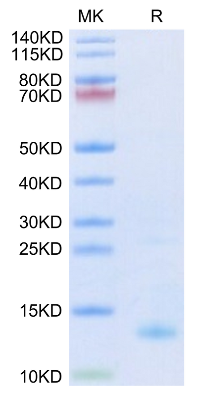 Biotinylated Human CXCL4 on Tris-Bis PAGE under reduced condition. The purity is greater than 95%.Biotinylated Human CXCL4 Protein, Active