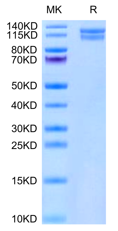 Mouse ITGA2&ITGB1 on Tris-Bis PAGE under reduced condition. The purity is greater than 95%.Recombinant Mouse Integrin alpha 2 beta 1 (ITGA2&ITGB1) Heterodimer Protein