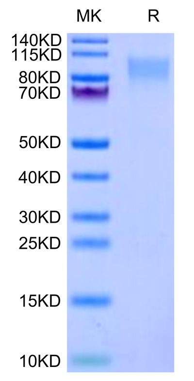 Human ICAM-3 on Tris-Bis PAGE under reduced condition. The purity is greater than 95%.Recombinant Human ICAM-3/CD50 Protein