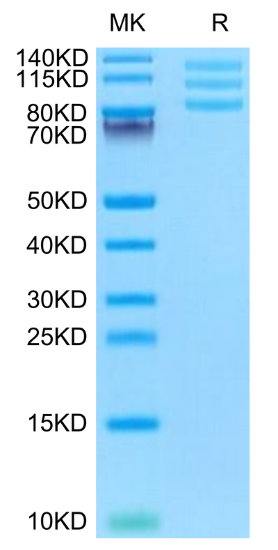 Mouse ITGAV&ITGB8 on Tris-Bis PAGE under reduced condition. The purity is greater than 95%.Recombinant Mouse Integrin alpha V beta 8 (ITGAV&ITGB8) Heterodimer Protein, Active